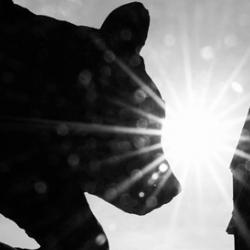 The Sedgwick Museum bears