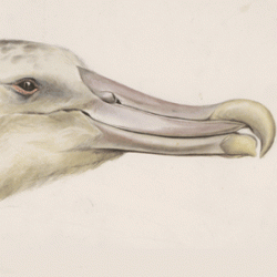 Head of an albatross caught on Sep. 22 1901 by Edward Adrian Wilson