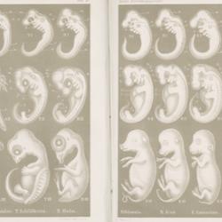 Comparison of embryos of fish, salamander, turtle, chick, pig, cow, rabbit and human embryos at three different stages of development.