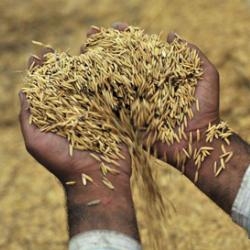 Increasing the efficiency of food supply chains can decrease wastage