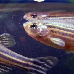 Danio rerio (Zebrafish)