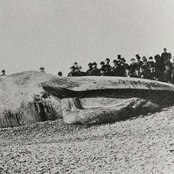 The 'Pevensey whale'