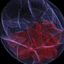 Blastocyst embryo