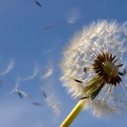 Dandelion clock