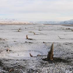 Subfossil trees preserved in Iceland