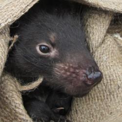 Tasmanian Devil