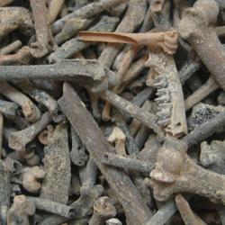 Ancient bat bones