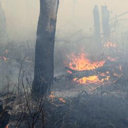 Fire in oak savannah