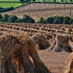 Stooks