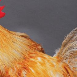Genetically modified chicken