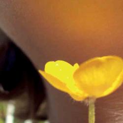 Buttercup under chin