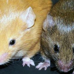 Agouti mice