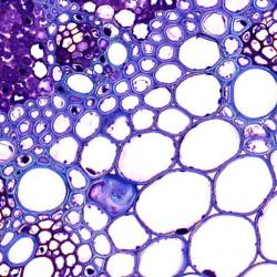 Plant cells, like these in wheat, are surrounded by thick walls where energy is locked up.
