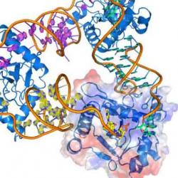 The ‘suicide complex’ ToxIN.