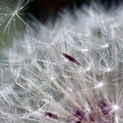 Taraxacum seed head