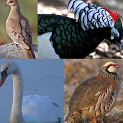 Waterfowl and gamebirds
