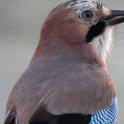 Male Eurasian jay