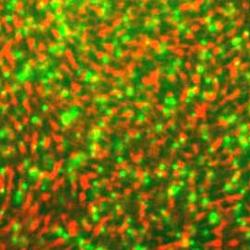 Fluorescent E. coli turn green as they produce indole