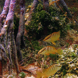 West Summerland Key Mangrove Ecosystem, Florida Keys