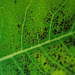 Milkweed with Ozone Damage