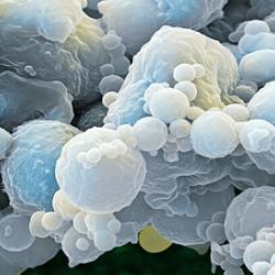 Microstructures made from designer proteins