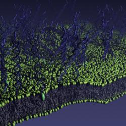 A lipid membrane functionalised with DNA-linkers