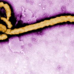 Ebola virus