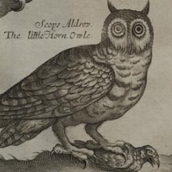 Small Owl from Ornithologia libri tres by Francis Willughby