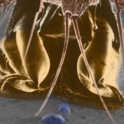Ant's foot showing a fluid trail
