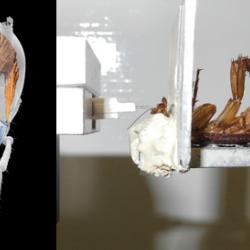 Left - micro-computed tomography image of a cockroach head showing the driving muscles of the left mandible; right - side view onto the experimental setup