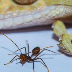 Gecko and ant