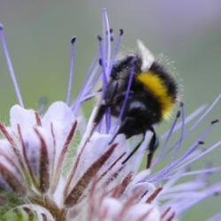 Bee on a non-iridescent flower