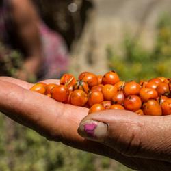 High Mountain Agribusiness and Livelihood Improvement Project in Nepal