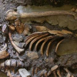 DNA was extracted from the molar teeth of this skeleton, dating from almost 10,000 years ago and found in the Kotias Klde rockshelter in Western Georgia.