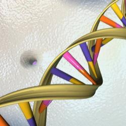 DNA Double Helix