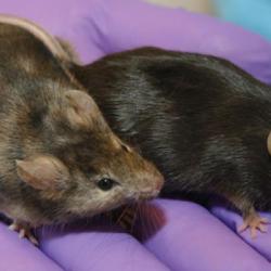 Knockout mice
