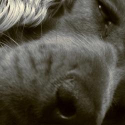 Non svegliare il can che dorme