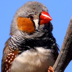 Zebra Finch