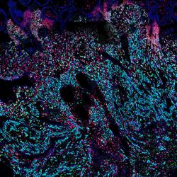 Cells of the placenta