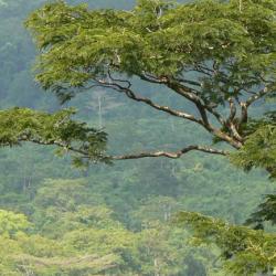 Gola Forest credit Jeremy Lindsell
