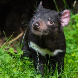 Tasmanian devil