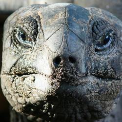 Giant tortoise