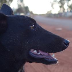 Free-roaming dog