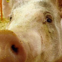 Prize Pig