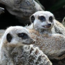 Meerkats