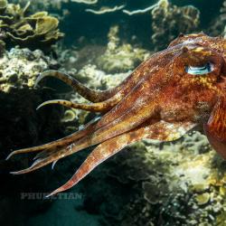 Cuttlefish