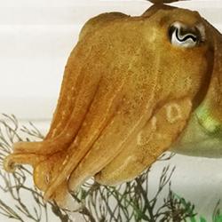 Cuttlefish 