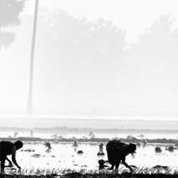 Agriculture is the backbone of India