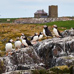 Puffins