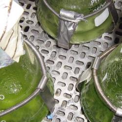 Algae